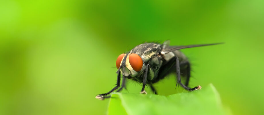 Cluster fly perched on leaf.