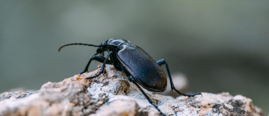 Close-up image of Ground Beetle