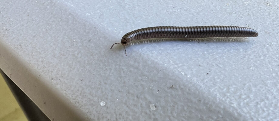 A millipede crawling on a textured surface