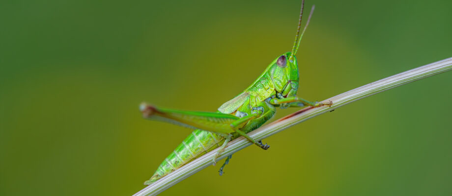 Common Grasshopper on Grass Macro