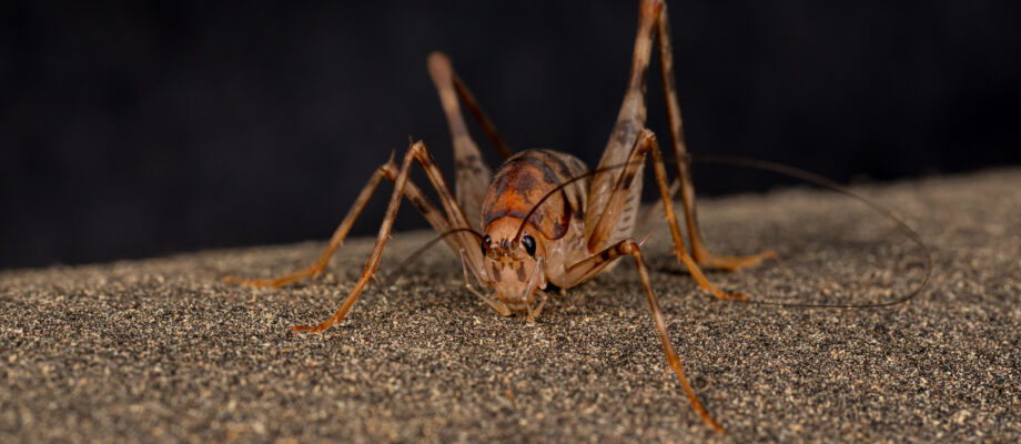 Close-up image of a cave cricket.