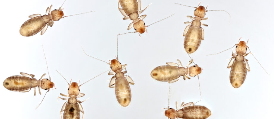 Booklice in various positions on a gray background.