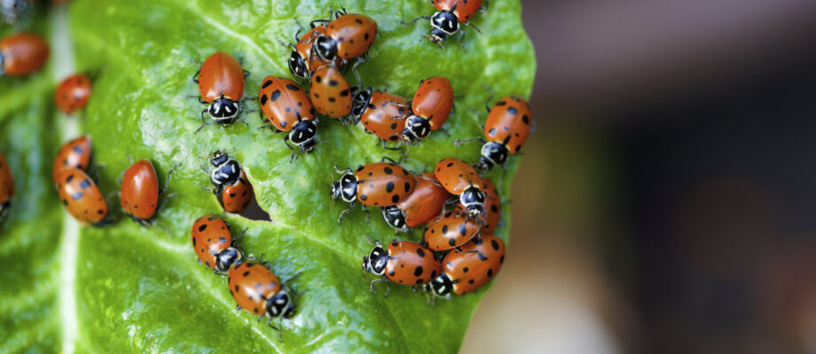 A large group of ladybugs on a chard leaf in a garden