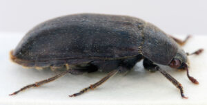 Dermestes ater is a species of beetle in the family Dermestidae, the skin beetles. It is known commonly as the black larder beetle or incinerator beetle.