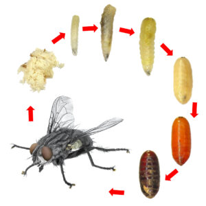 Common flesh fly, Blaesoxipha delilah (Diptera: Sarcophagidae). Life cycle. Isolated on a white background