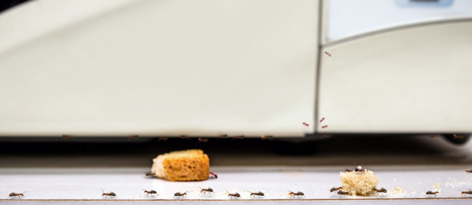Common red ants walking on food scraps near a microwave.