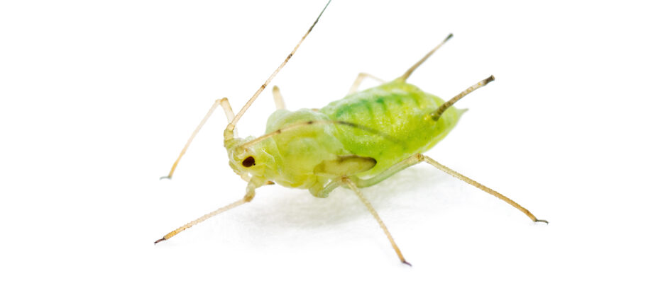 Aphid isolated on White Background