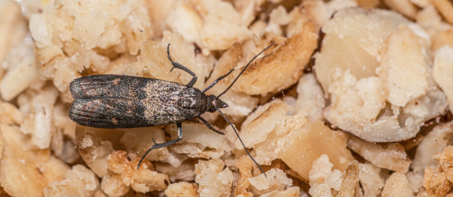 Close-up view on meal moth on oatmeal.