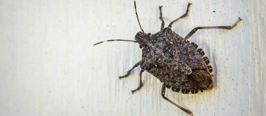 A brown stink bug clings to outdoor siding.