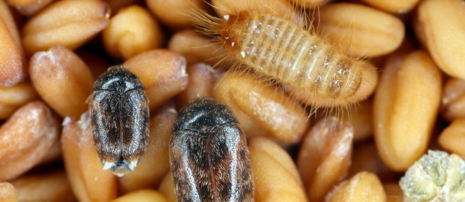 Khapra beetles and larvae on seeds.