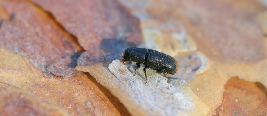 Pine bark beetle under pine bark.