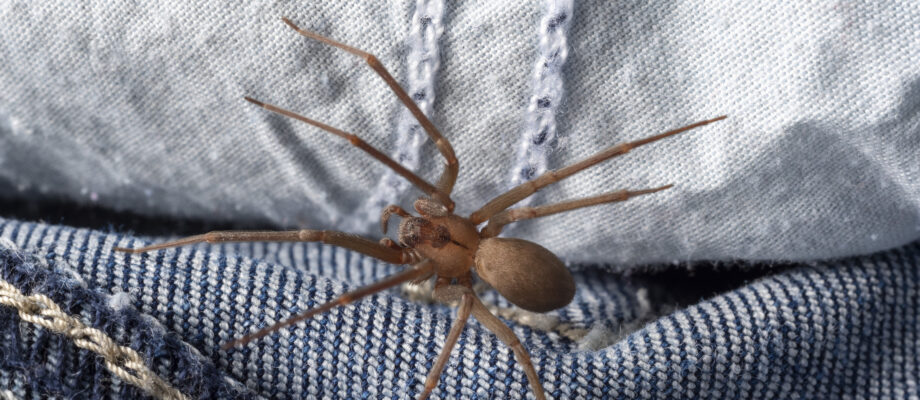 Image of a venomous brown recluse hiding inside a pair of denim jean pants.