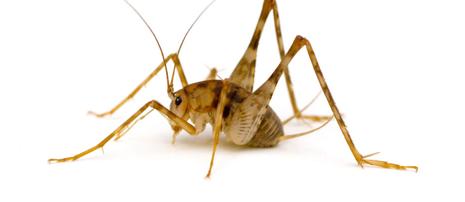 Camel Cricket (Diestrammena asynamora) isolated on white background.