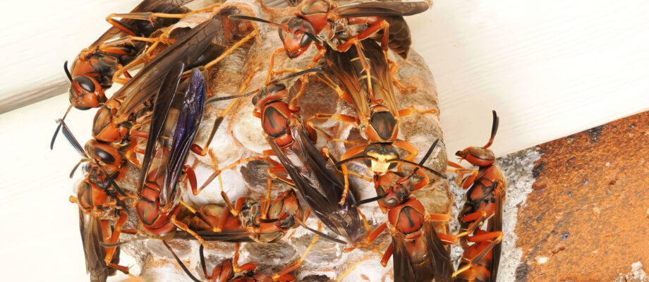 Close-up of a colony of red paper wasps working together on their nest.