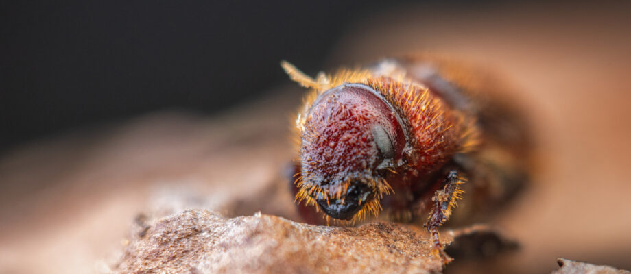 Western Pine Beetle close up on a piece of tree bark