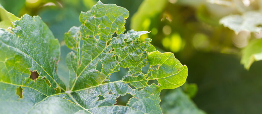 Damaged leaves of a grape plant from budworms.