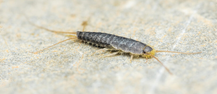 Close-up view of a silverfish insect crawling across a stone surface.