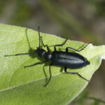 Close-up photo of a blister beetle on leaf.