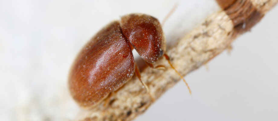 Cigarette beetle found in household food supplies.