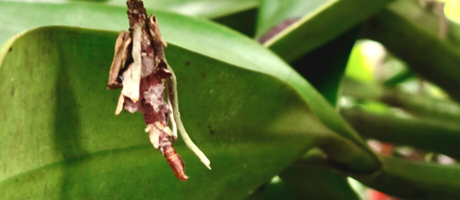 Bagworm moths hanging on green leaves.