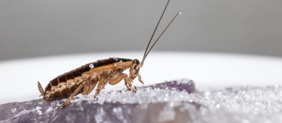 Close-up photo of a German cockroach.