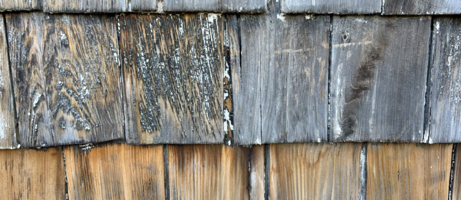 Cedar home siding with springtails