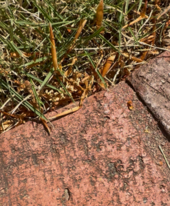 Driveway with Bricks and Gaps and bugs
