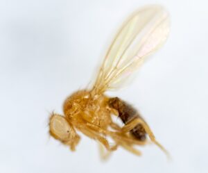 Phorid fly closeup