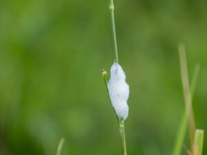 Cuckoo spit spittle protection protecting a froghopper spittlebug nymph