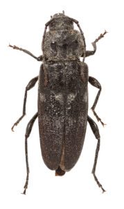 Old House Borer - Hylotrupes bajulus