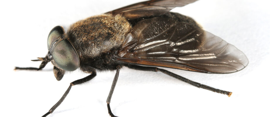 Close-up photo of horsefly on white background.