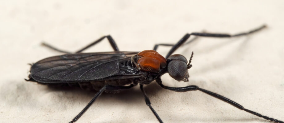 Close-up photo of a March Fly on white background.