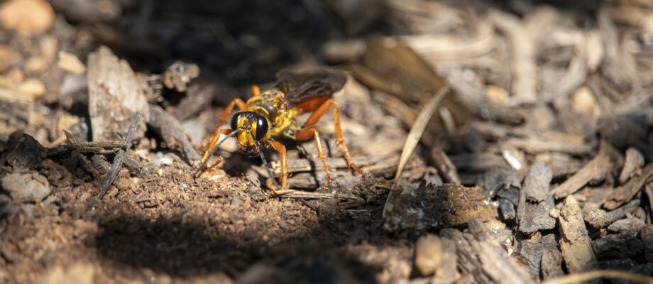 Close-up photo of a Golden Digger Wasp digging out a nest in the soil.