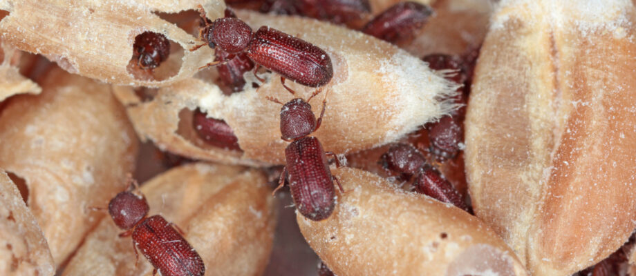 Close-up photo of an infestation of lesser grain borers.