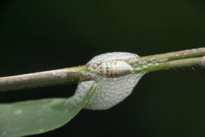 Nymphal form of spittlebug encased in foam for protection and moisture.