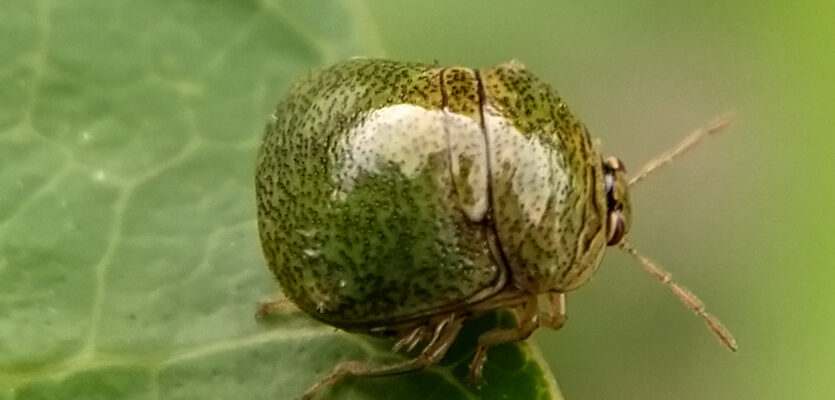 Close-up photo of a Kudzu beetle on a leaf.