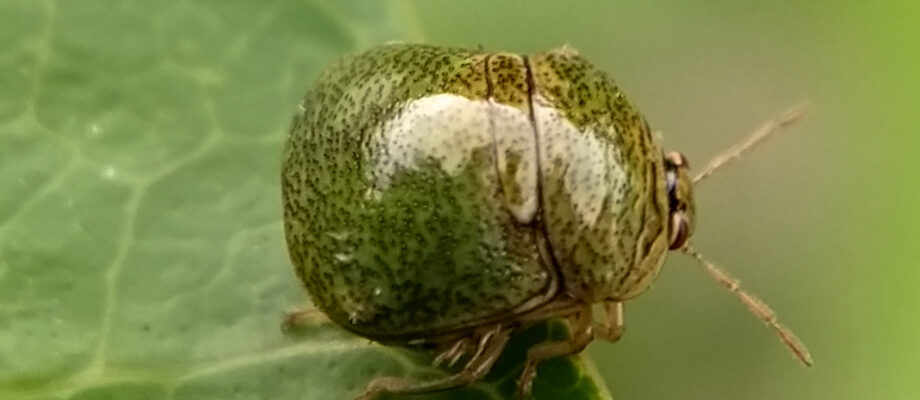 Close-up photo of a Cudzu beetle on a leaf.