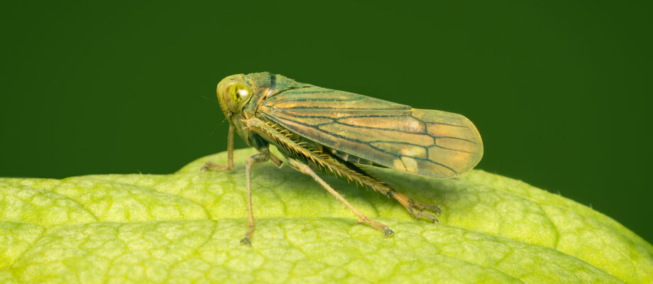 Small leafhopper resting on a green leaf.