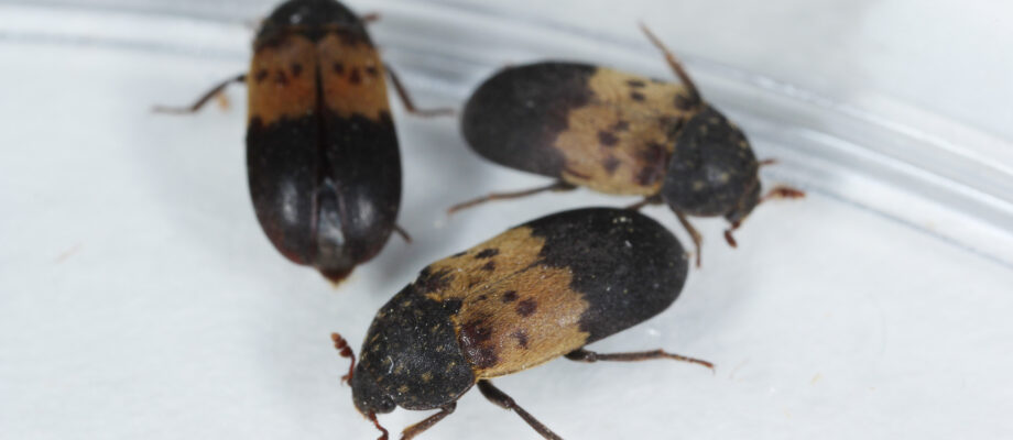 A group of three hide beetles in white background.