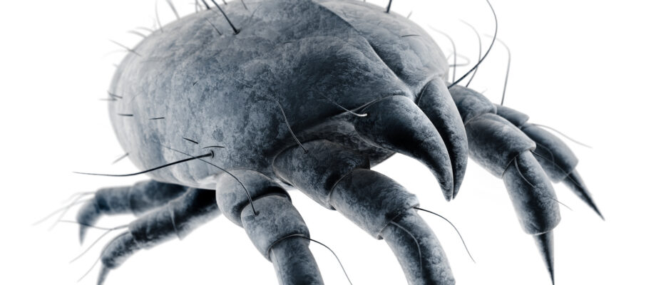Single dust mite isolated on white background.