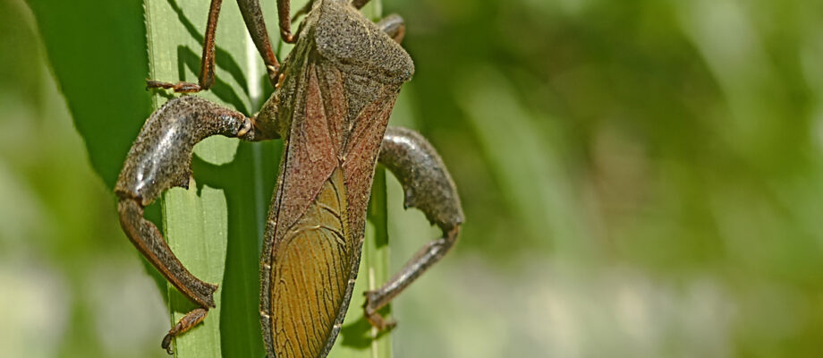 Close-up photo of a Leaf-footed bug on a plant.