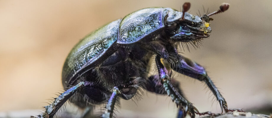 Close-up photo of a Dung Beetle on a light background.