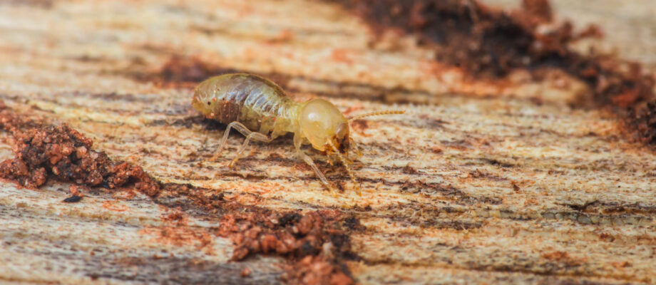 Close-up photo of a drywood termite crawling on wood.