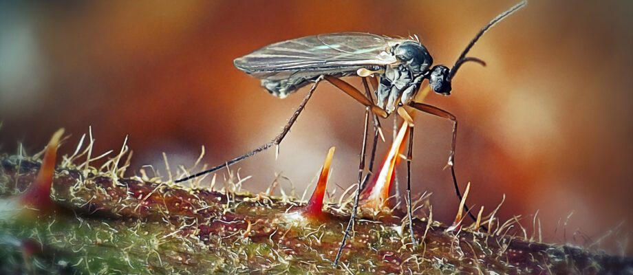 Close-up photo of a fungus fly