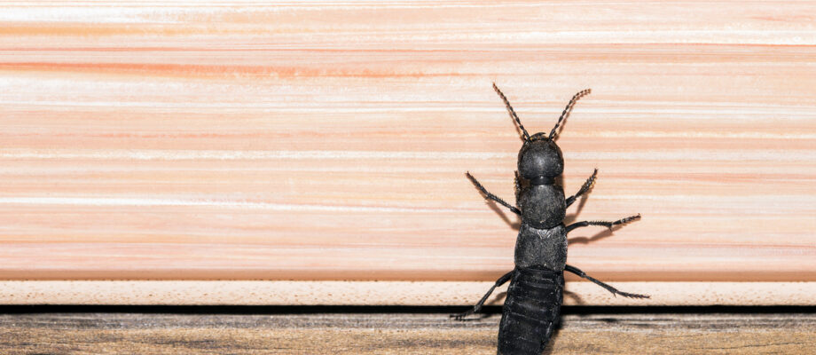 Devil's coach horse, Staphylinus olens bug