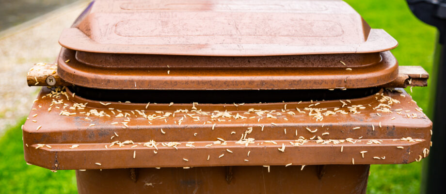 Maggots on a brown trash can.