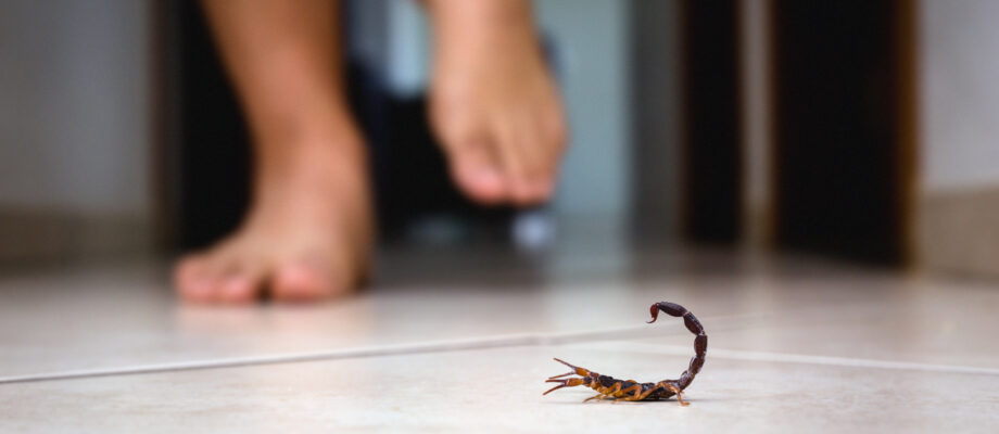 Scorpion indoors near a person.