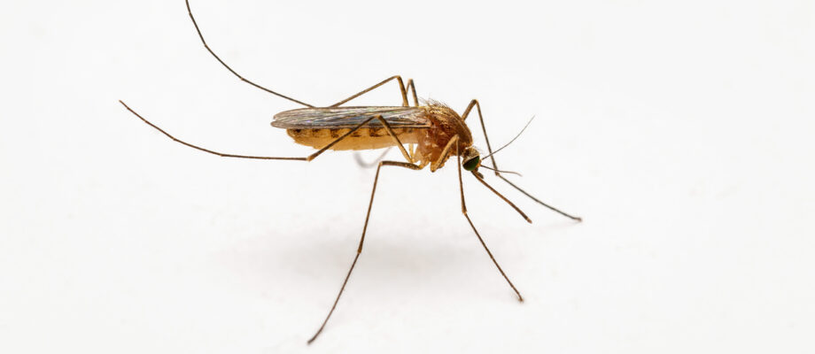 Close-up photo of a mosquito on a white background.