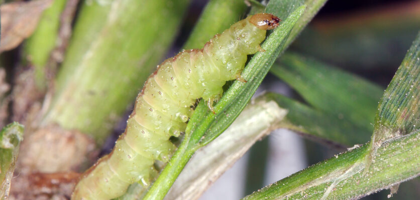 Close-up photo of a sob webworm feeding on a plant.