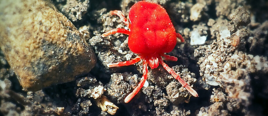 Close-up photo of a red spider mite on the ground.